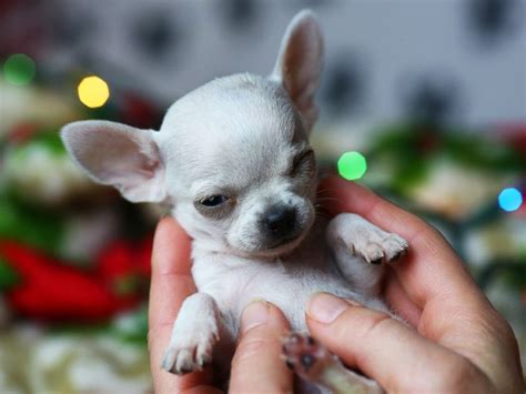 Tiny 1.54-Pound Chihuahua Earns Title of Smallest Dog Ever Adopted From ...