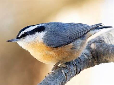 Red-breasted Nuthatch | Celebrate Urban Birds