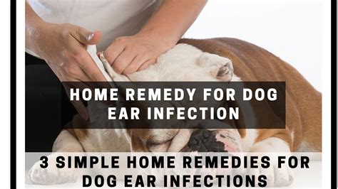 Home remedy for dog ear infection | 3 Simple Home Remedies For Dog Ear ...