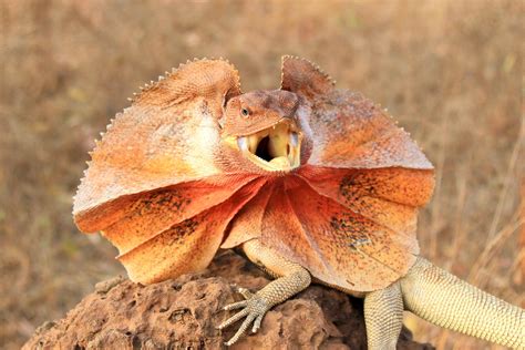 A Tour of Weird Lizards From Around the World