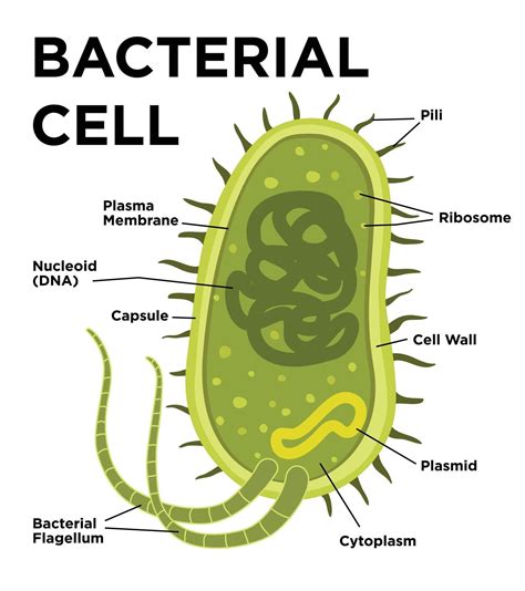 Bacterial cell anatomy in flat style. Vector modern illustration ...