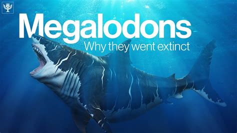 The Truth Behind Why Megalodon Went Extinct | Encyclopaedia Britannica ...