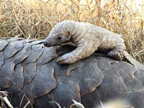 About Pangolins - Save Pangolins