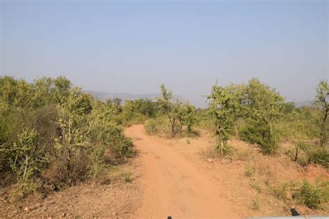 Sariska National Park - The Home of Tigers | Being Traveler