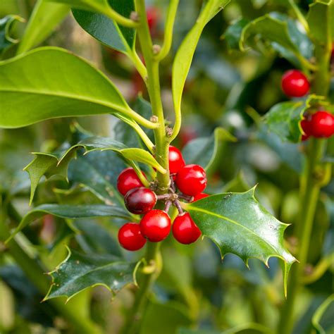 Common Holly Evergreen Hedging | Form Plants