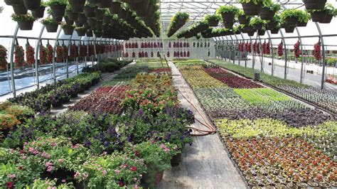 Simplifying spring crops with a group mentality - Greenhouse Management