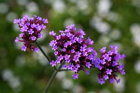 Verbena Bonariensis Will Add Colour, Attract Butterflies And Complement ...