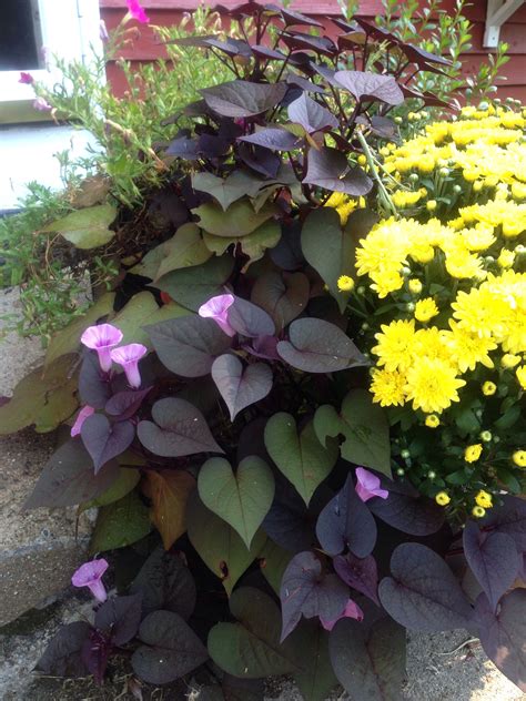 I did not know that sweet potato vine blooms in August! | Potato vines ...