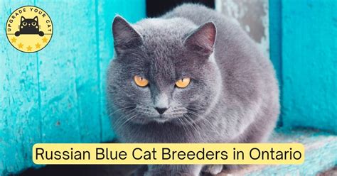 Russian Blue Cat Breeders Ontario | Kittens & Cats for Sale