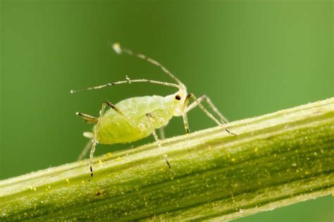 アブラムシについて | トマト栽培情報-マウロの地中海トマト