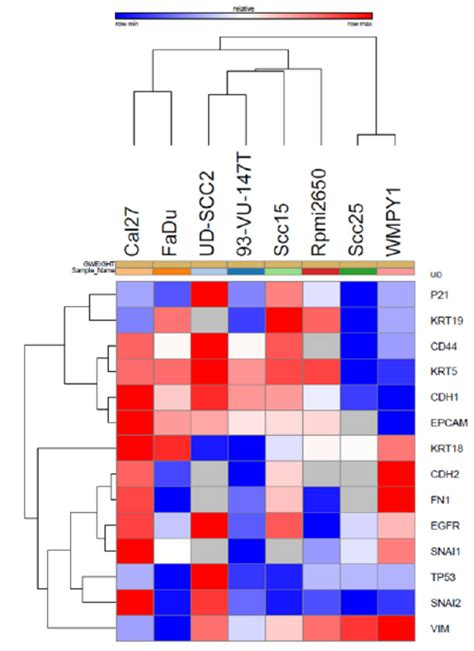 Figure S Heatmaps Of Gene Expression Profiles A Heatmaps Of | The Best ...