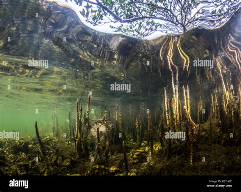 Underwater image of a mangrove tree's root system Stock Photo - Alamy