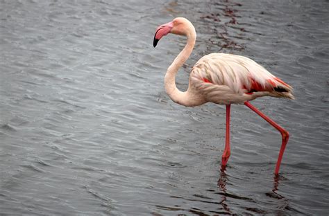 Flamingo | San Diego Zoo Animals & Plants