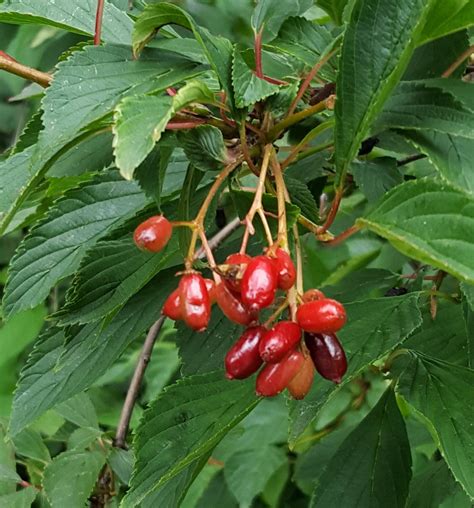 identification - Identify shrub with red berries in UK - Gardening ...