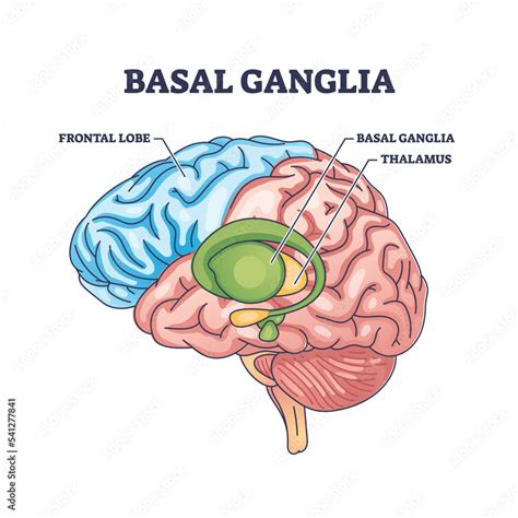 Basal ganglia or nuclei location and human brain structure outline ...