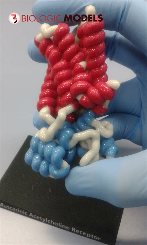 Muscarinic Acetylcholine Receptor - Biologic Models