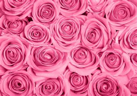 Pink Roses Wallpapers - Top Free Pink Roses Backgrounds - WallpaperAccess