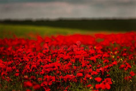 Beautiful Field of Red Poppies in the Sunset Light. Close Up of Red ...