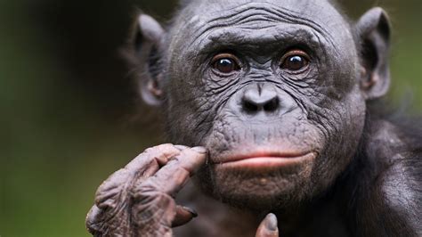 Top 10 Most Intelligent Species On Earth - The Earth Images Revimage.Org