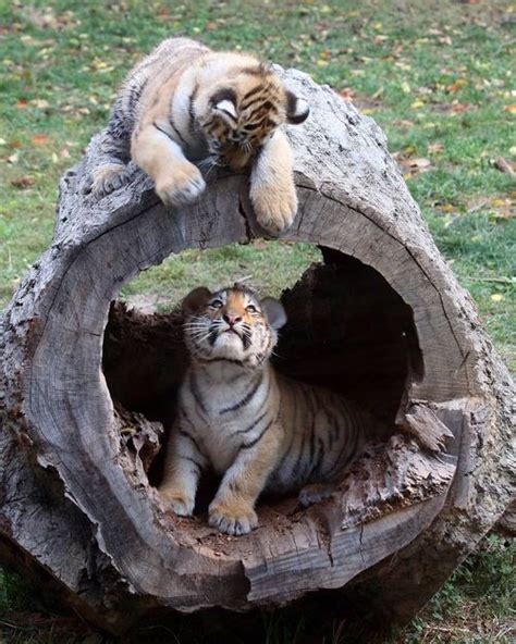 Siberian tiger cubs | cute animals | Pinterest