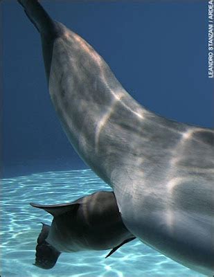 At-Pic: Cute Dolphin Giving Birth