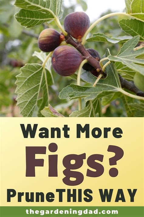 How to Prune Fig Trees (10 Most EFFECTIVE Tips) | Growing fig trees ...