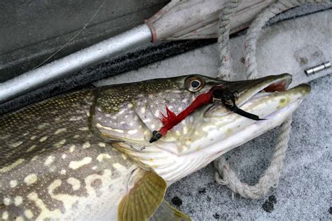 Best Lures for Northern Pike: Hooking Monster Pike In 2024