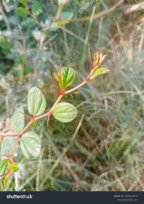 Sidr Leaves Daun Bidara Indonesia Jujube Stock Photo 2401522873 ...