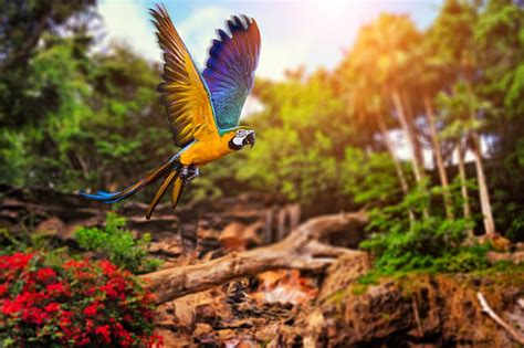 HD wallpaper: birds, parrot, nature, forest | Wallpaper Flare