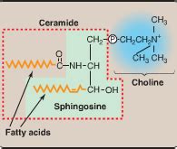 Phospholipid synthesis and degradation flashcards | Quizlet