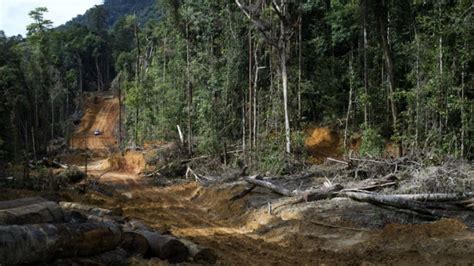 Hutan Sumatera dan Kalimantan sumbang deforestasi global - BBC Indonesia