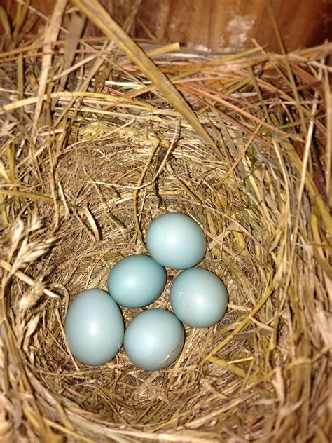 Eastern Bluebird nest | Bluebird nest, Blue bird, Eastern bluebird