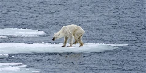 Photographer Links Heartbreaking Image Of Polar Bear To Climate Change ...