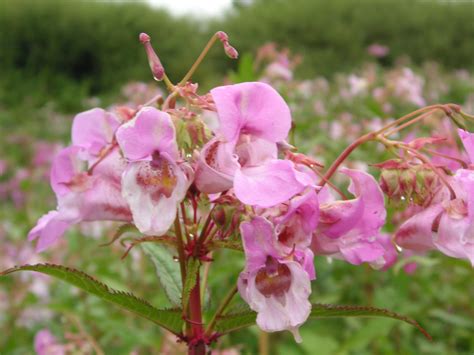 Plants That Look Like Japanese Knotweed: Plants Mistaken For Knotweed ...