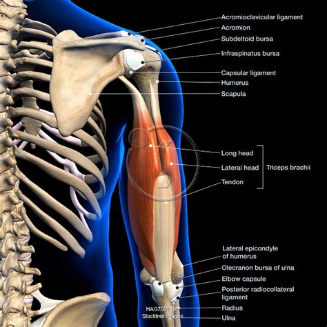 Labeled Anatomy Chart Of Triceps Muscles Isolated In Skeleton On White ...