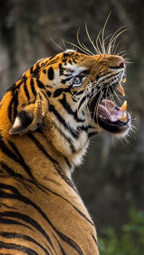 Roaring Tiger 4K Ultra HD Mobile Wallpaper | Tiger wallpaper, Tiger ...