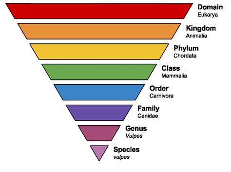 Classification Of Living Things Chart Class Mammals