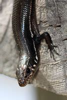 Southern Coal Skink - Plestiodon anthracinus pluvialis