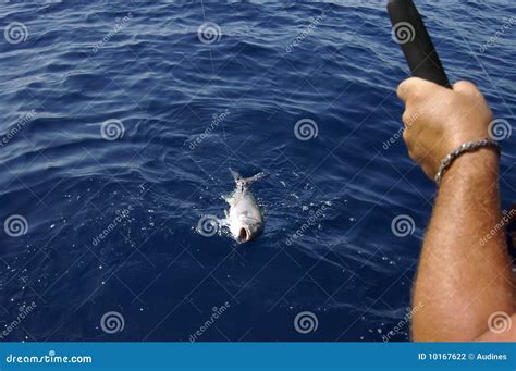 Hooked fish stock photo. Image of amber, dumerili, fresh - 10167622