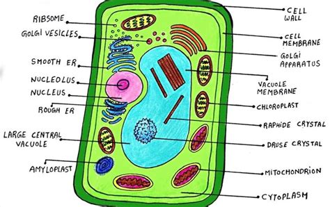 6Th Grade Plant Cell Diagram at genlondonblog Blog