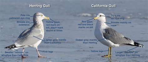 Winter California And American Herring Gull Comparison In Utah - Mia ...