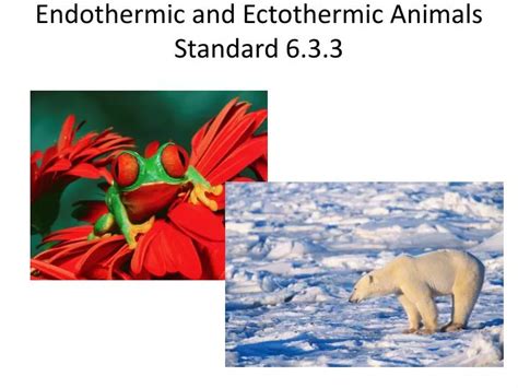 PPT - Endothermic and Ectothermic Animals Standard 6.3.3 PowerPoint ...