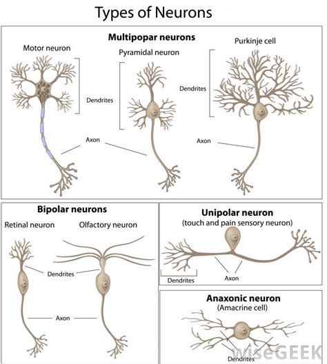 3 Types Of Neurons Diagram