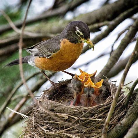 What Do Baby Robins Eat? - Daily Birder