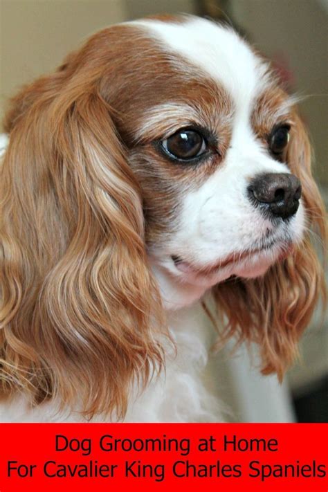 Dog Grooming at Home for Cavalier King Charles Spaniels | King charles ...