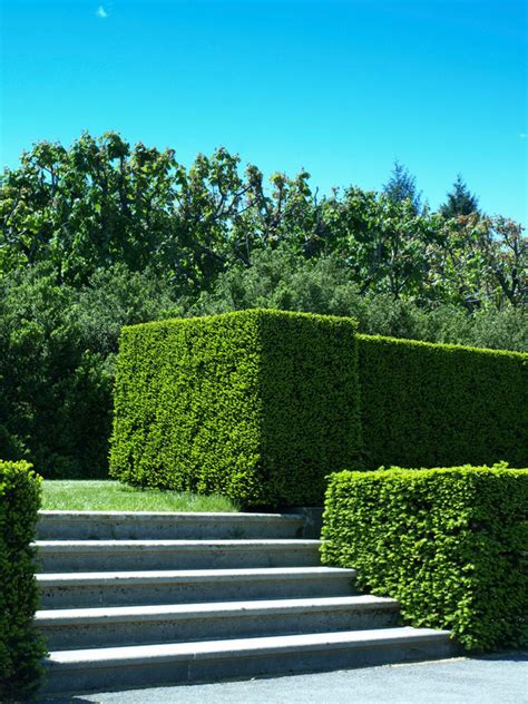 41 Incredible Garden Hedge Ideas for Your Yard (PHOTOS)