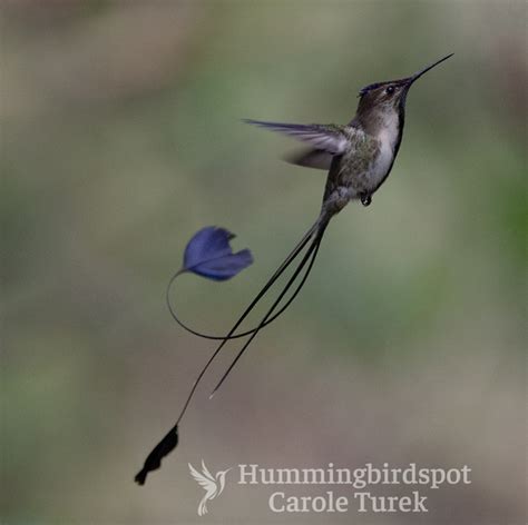 Marvelous Spatuletail | Hummingbird Facts Information | Hummingbird ...