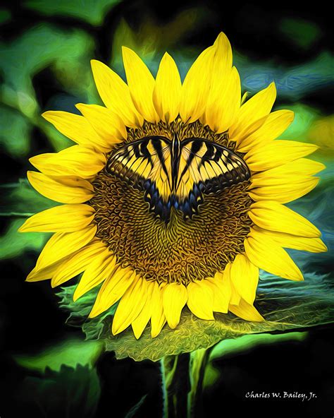 Digital Colored Pencil Drawing of a Butterfly on a Sunflower – Charles ...