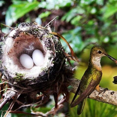 Everything About Hummingbird Nests - Impressive Facts to Know All in ...