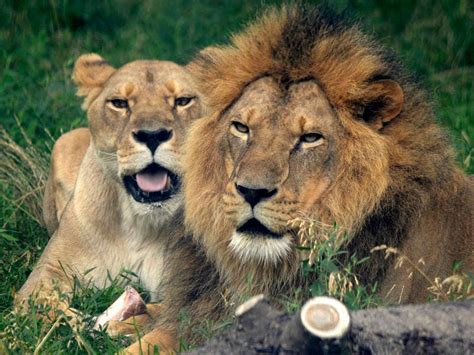 Celebrate World Lion Day At The Detroit Zoo | Royal Oak, MI Patch